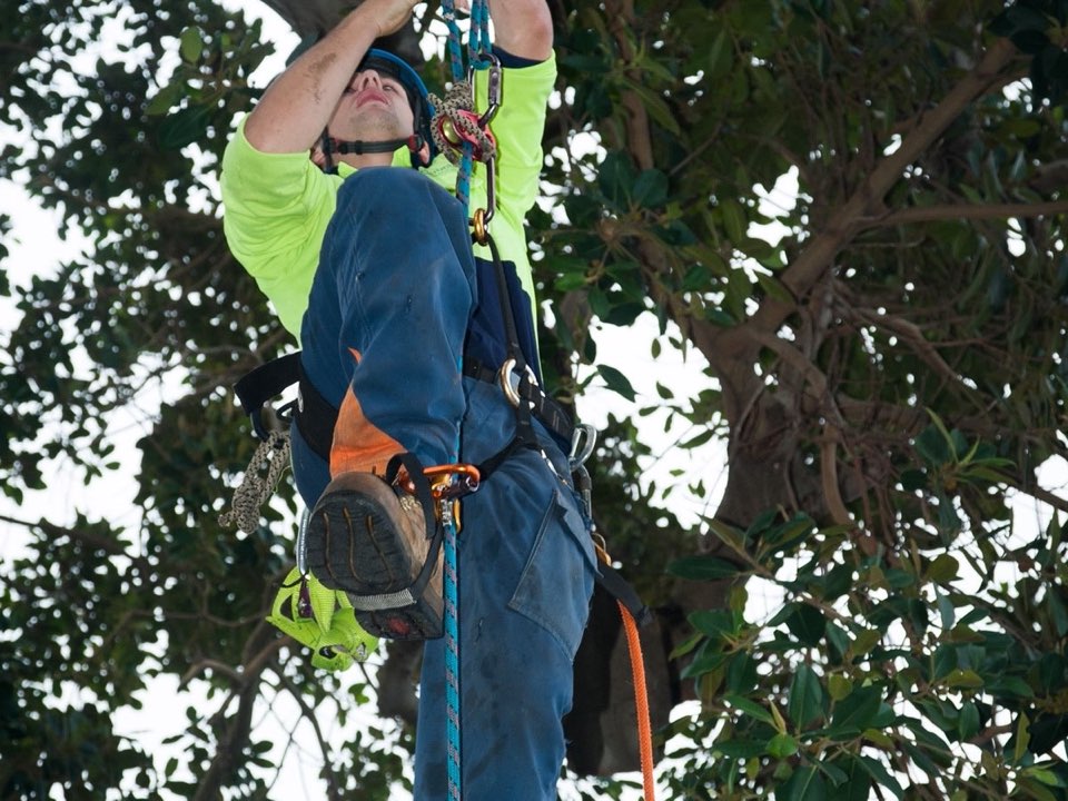 Qualified arborist working in a mature tree during a property survey in Gwynedd