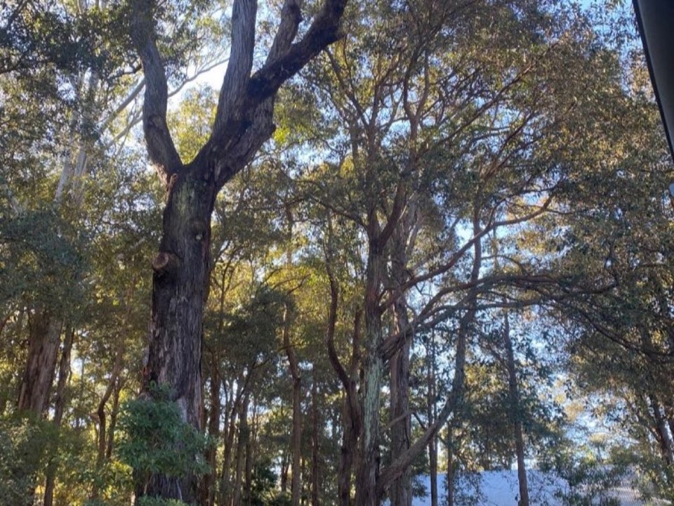 Mature trees in a Gwynedd parkland setting due for routine re-inspection